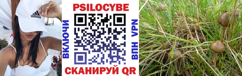 как найти Усть-Джегута Галлюциногенные грибы Psilocybine cubensis